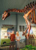 Outback Queensland travel packages unleash prehistoric wonders as Jurassic World Rebirth hits cinemas_photo Dinosaur Experiences Australia