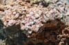 The surface of the microbialite.