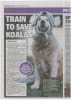 Mr. Darcy Courier Mail 