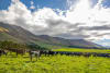 The a2 Milk Company and Synlait Farm, New Zealand