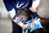 Pet Placement was at an all time high in FY24-25 with Greyhounds As Pets setting records in rehoming. 