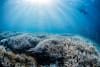 Coral bleaching on the Southern Great Barrer Reef 22 Feb 2024  ©theundertow.ocean & @diversforclimate