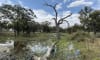 Image of restored wetland. Credit: RMIT