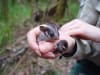 Victoria's 2021-2026 Timber Release Plan approved logging in 6.1% of the remaining habitat of the critically endangered Leadbeater's possum © Dan Harley