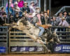 2024 Open Bull Ride champion Braydon Wellby proved why he's one of the nation's best in the red dirt arena last year. Photo credit: Stephen Mowbray 