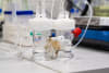Precursor material produced by UNSW researchers to help create sustainable aviation fuel.
Photo from UNSW