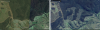 Left: A property near Coonabarabran, NSW on 14 February 2021; right: the same property on 5 May 2023 after a large area was cleared © Google Earth