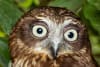 Preschoolers dissect owl vomit in South West Rocks, NSW.