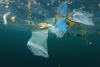 Plastic waste floating in the ocean © Shutterstock / Rich Carey