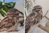 Left: The poisoned tawny frogmouth arrived barely able to hold himself up and right a different bird, sleek and bright eyed © Megan Forsdick