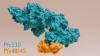 A depiction of proteins Pfs230 and Pfs48/45 bound together. This binding process is crucial for the malaria parasite's ability to fertilise and spread.