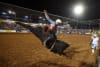 Champion bull rider Donovan Rutherford from Mount Isa in the Open Bull Ride last night _ photo Peter Wallis  