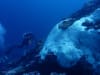 An AIMS diver takes photographs of a bleached coral at the Rowley Shoals in April 2025. CREDIT AIMS/Anna Cresswell