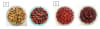 Visible Seed coat darkening in faba (A) and adzuki (B) beans after 9 months of storage. Left: stored at 4?°C / 25% RH, seed coat colour unchanged. Right: stored at 40?°C / 80% RH, seed coats show clear darkening.

