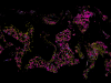 The first detailed molecular map of human bone marrow, created by WEHI researchers using state-of-the-art spatial technology, with each colour representing a different cell type.
Credit: WEHI