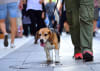 Urban living doesn't mean compromise - city dogs can still get the exercise, stimulation, and connection they need.