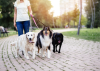 Urban living doesn't mean compromise - city dogs can still get the exercise, stimulation, and connection they need.