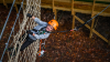 Adventure park TreeClimb has been named in Tripadvisor's top 10 per cent of attractions worldwide