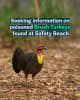 Brush Turkey investigation