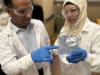 Senior researcher Dr Biplob Pramanik and lead author Dr Nilufa Sultana examine treated kitchen wastewater. Their new grease interceptor design, developed at RMIT, dramatically improves fat removal. Credit: Will Wright, RMIT University