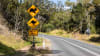 RACV is highlighting the need for caution to motorists who may encounter wildlife on the roads. Picture: Getty Images