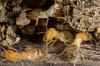 The two leading causes of termite conflict are non-monogamy and colony inheritance.