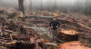 WWF's Dr Kita Ashman amid logging destruction in Tallaganda State Forest