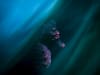Last year's Grand Prize winner 'Pot-bellied Seahorse Portait' by Australian photographer Daniel Sly. © Daniel Sly / 2024 TNC Oceania Photo Contest