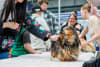 The Cat Lovers Festival and Dog Lovers Festival will be at the Melbourne Showgrounds, October 25 and 26, 2025. 