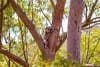 A koala in a tree © Jackson Photography 