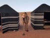 Susanne goes everywhere from peace trips to the Middle East disguised as a CAMEL to addressing the World Burn Congress about her classic book 'Butterflies' to Outback Australia to share sory with indigenous kids.