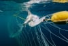 A hammer head shark caught in a shark net