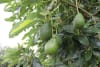 Australian avocados - consistent quality all year round.