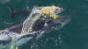 A mother and calf humpback whale caught in nets off Noosa, QLD. Credit: Geoff Aquino