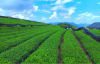 A high-quality tea production base for matcha in Tongren City, Guizhou Province.
