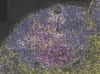 Yellow T follicular helper (Tfh) cells activate magenta B cells to help produce protective antibodies in a mouse lymph node during parasite infection. WEHI-led research has revealed how Tfh cells adapt their signals depending on the infection type.