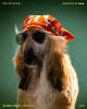 Next Pet Model image
