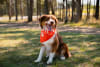 Next Pet Model image2