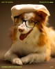 Next Pet Model image 3