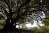 Moreton Bay Fig at Observatory Hill, Image Credit City of Sydney/Chris Southwood