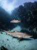 Grey Nurse Sharks. Must Credit: Kendall Williams / @KendallRose
