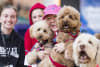Dog Lovers Festival is coming to Melbourne 