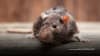 Brown mouse 