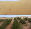 The No. 453 Ant Forest in Inner Mongolia, China, shows a clear contrast before restoration in 2021 (top) and after restoration in 2024 (bottom).