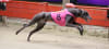 Ladbrokes Million Dollar Chase favourite Power And Glory winning his semi-final at Wentworth Park last Friday night.  