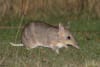 Eastern-barred Bandicoots are one of the many native species which will benefit from this new technology. Image Credit Bruce Thomson.
