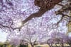 Celebrate Jacaranda season in Ipswich.