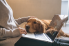 Dog and owner working from home