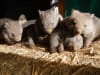 2,692 wombats were killed in Victoria in 2024 (a 30% increase from 2023).