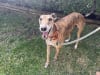 "Tiger", a rescued greyhound at home on Sydney's Northern Beaches.